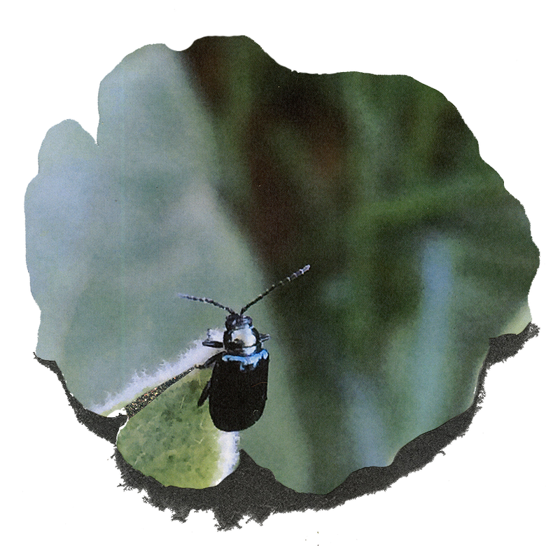 black beetle hanging onto a leave with a green background